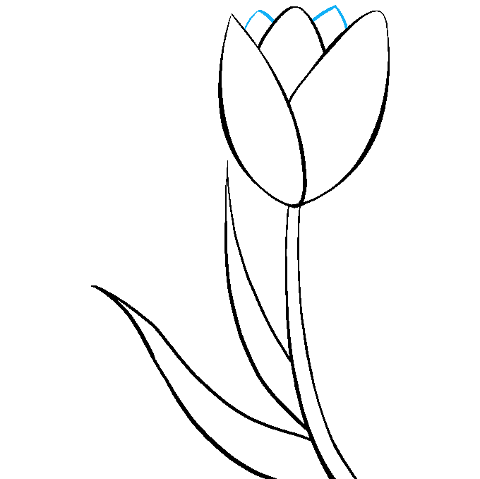 Cách vẽ hoa tulip: Bước 8