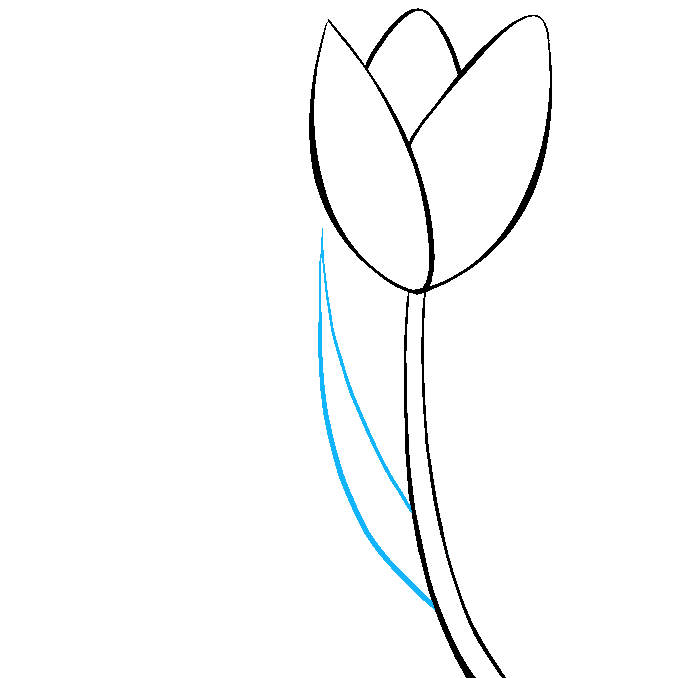 Cách vẽ hoa tulip: Bước 6