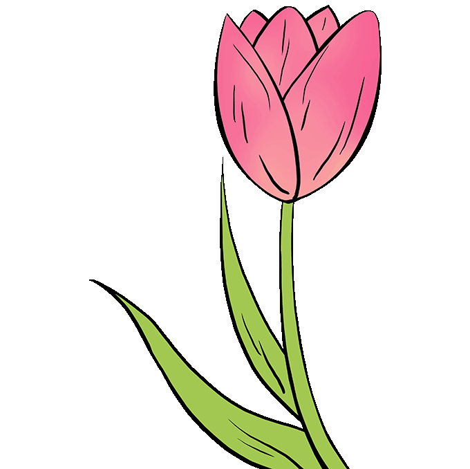 Cách vẽ hoa tulip: Bước 10