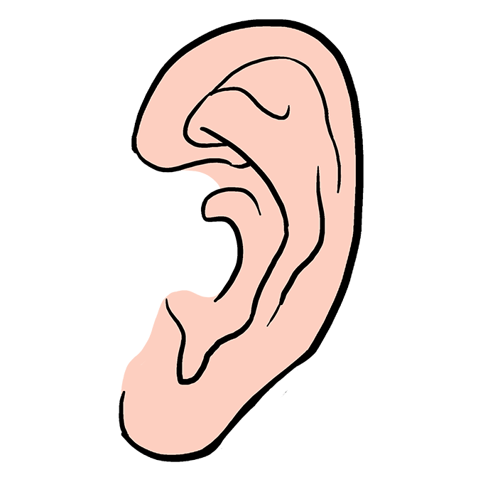 Cách vẽ tai: Bước 10