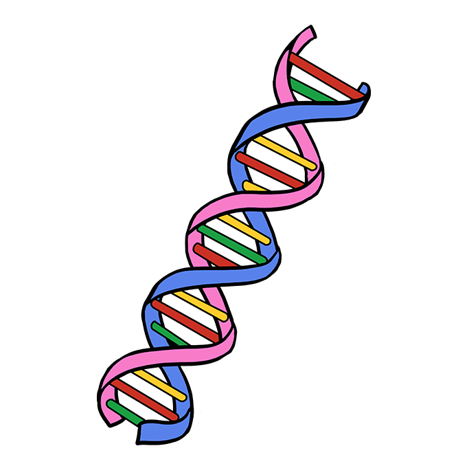 Cách vẽ DNA: Cách 10